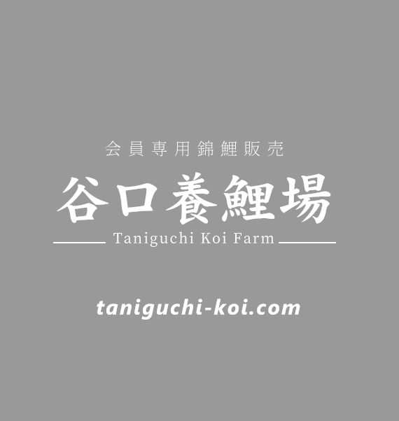 会員専用錦鯉販売 谷口養鯉場 Taniguchi Koi Farm taniguchi-koi.com